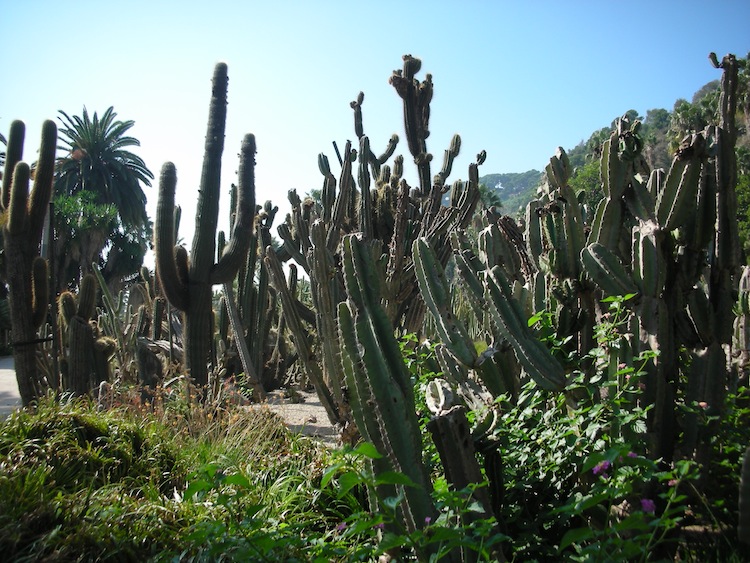 jardins_de_mossen_costa_i_llobera_3_0