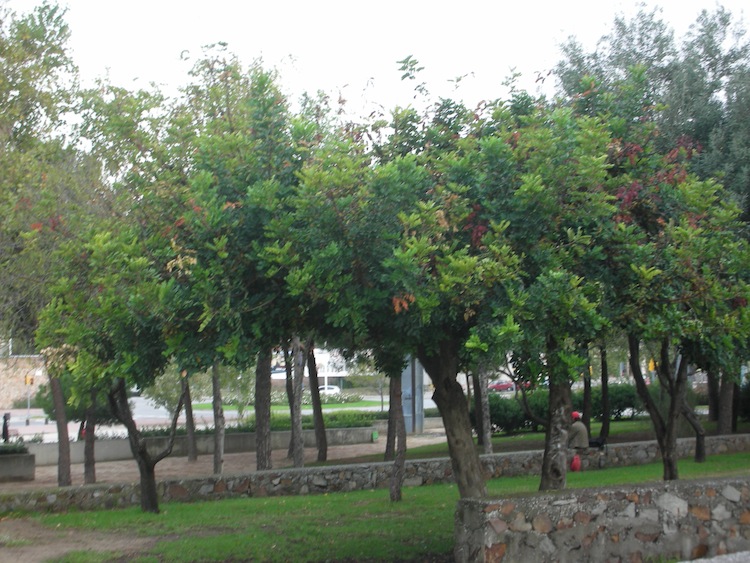 parc_del_poblenou_7_0